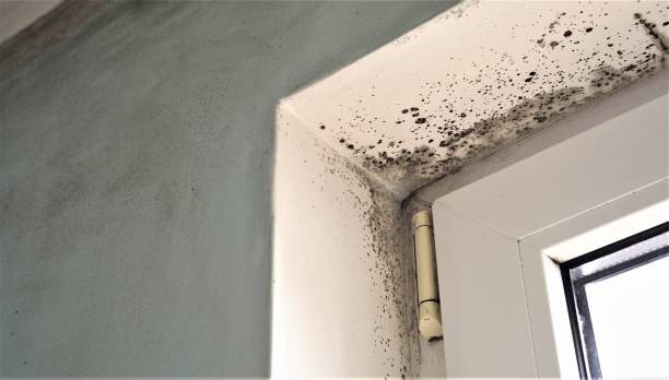 Best Asbestos and Lead Testing During Mold Inspection  in Eastman, GA