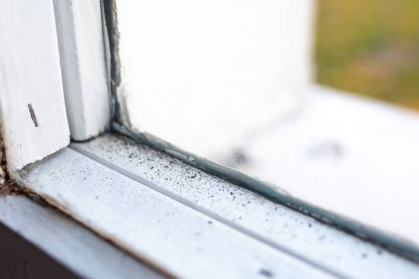 Best Commercial Mold Inspection  in Eastman, GA