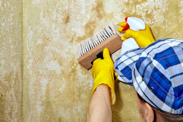 Best Mold Documentation for Insurance Claims  in Eastman, GA