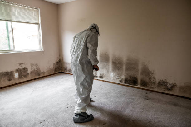Trusted Eastman, GA Mold Removal Experts