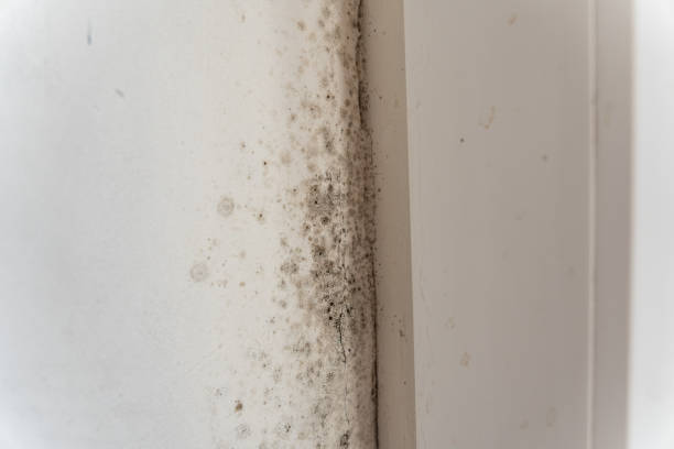  Eastman, GA Mold Removal Pros