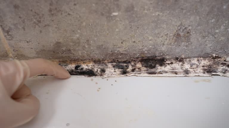 Best Air Quality Testing for Mold Spores  in Eastman, GA