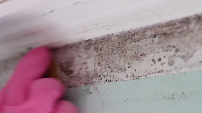 Best Black Mold Removal  in Eastman, GA